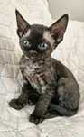 Devon Rex Pestka czarna dziewczynka