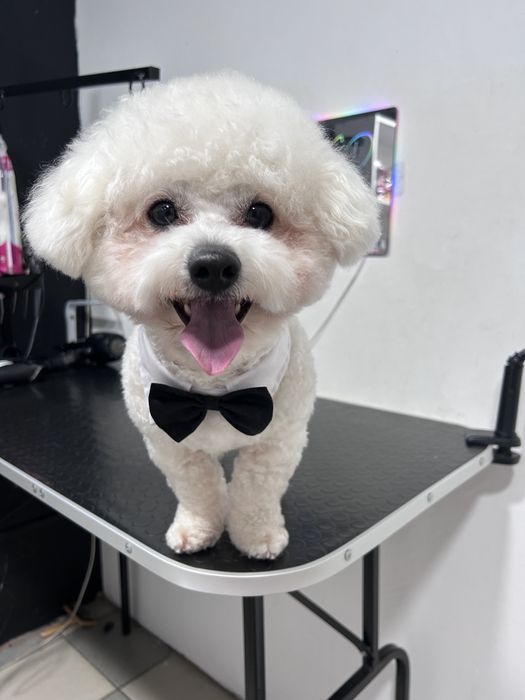 Грумінг, грумер, стрижка собак! Лівий берег( Калинова)