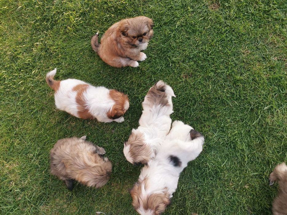 Pekińczyk Pekińczyki Nie Shih Tzu