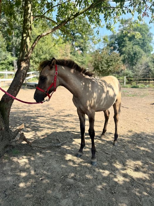 Super klacz konikoarab 7 miesięcy