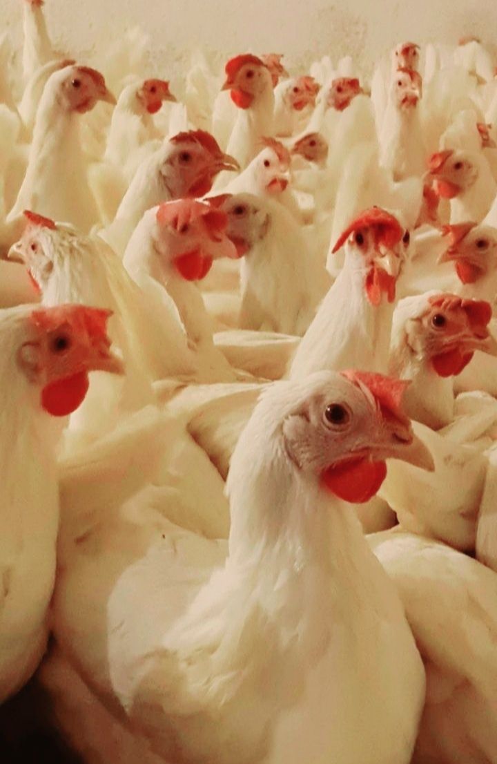 Kury Nioski Leghorn z jajkiem 23 tyg Wysyłka