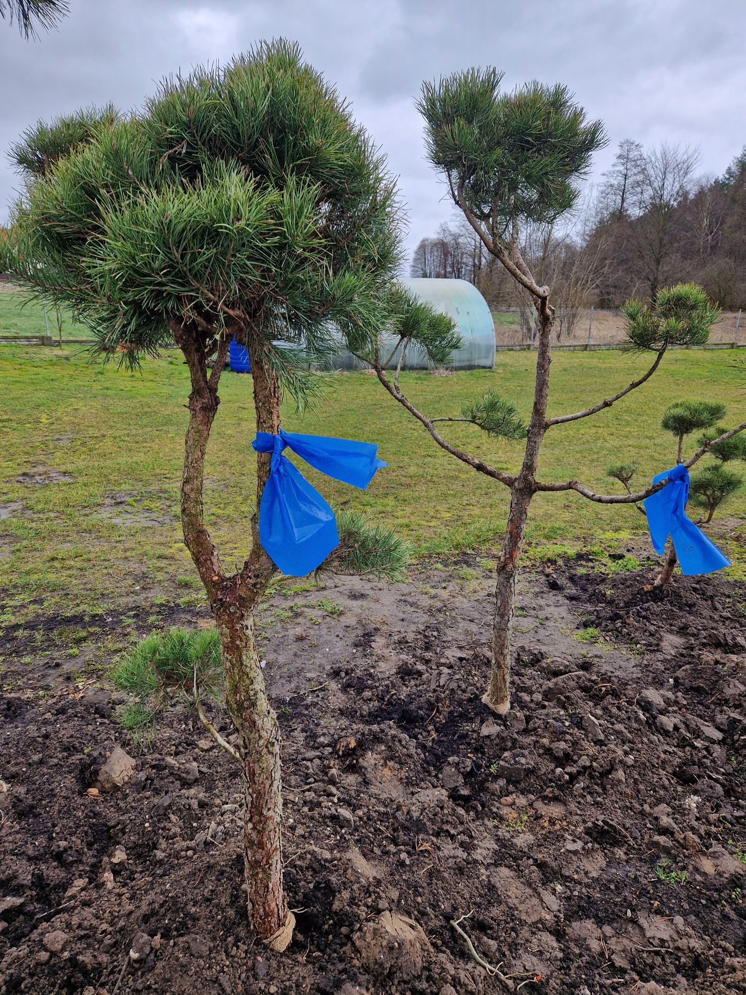 Bonsai sosna sprzedaż