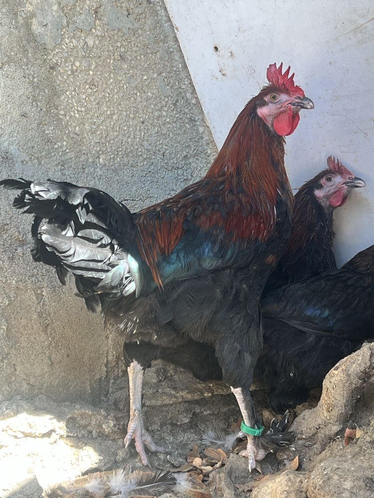 Marans preto cobre  oportunidade !