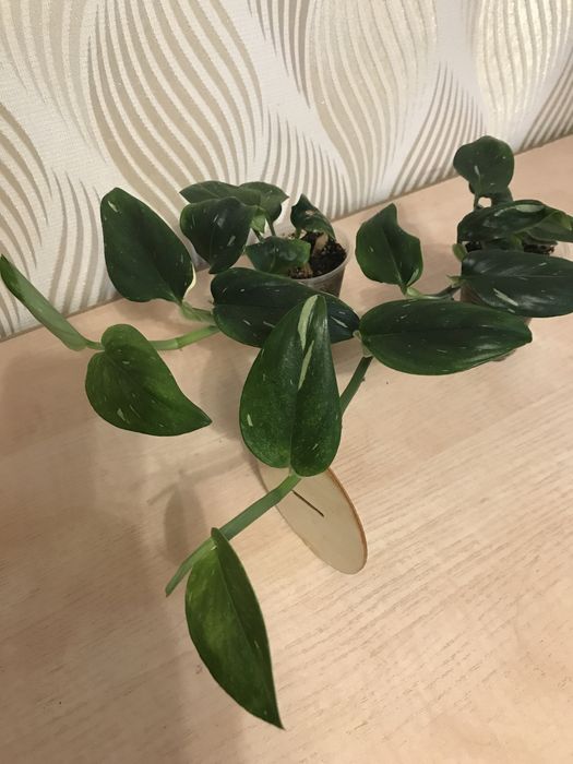 Филодендроны. Сциндапсусы, Эпипремнумы