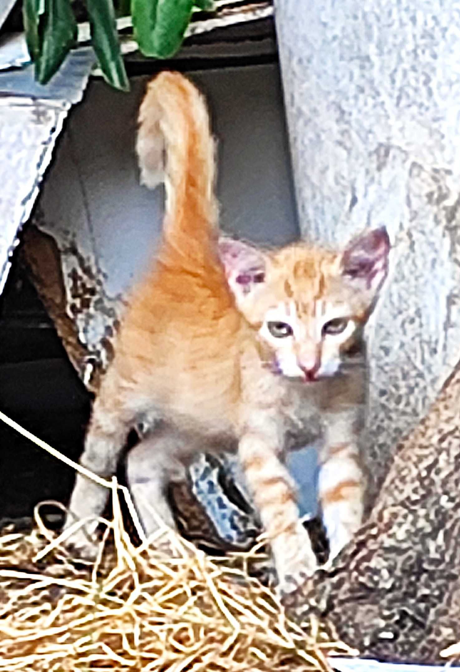 Gatinho para Adopção