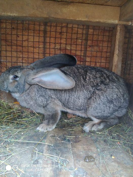 Продам кролів на розвід