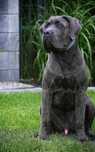 CANE CORSO - ZkwP /FCI piękny   mocny  samiec szaro - pregowany .