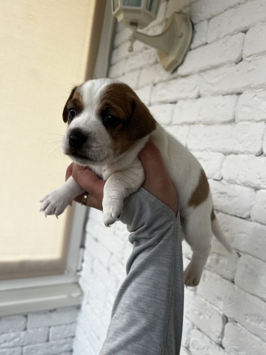 Хлопчики та дівчатка джек рассел терьера