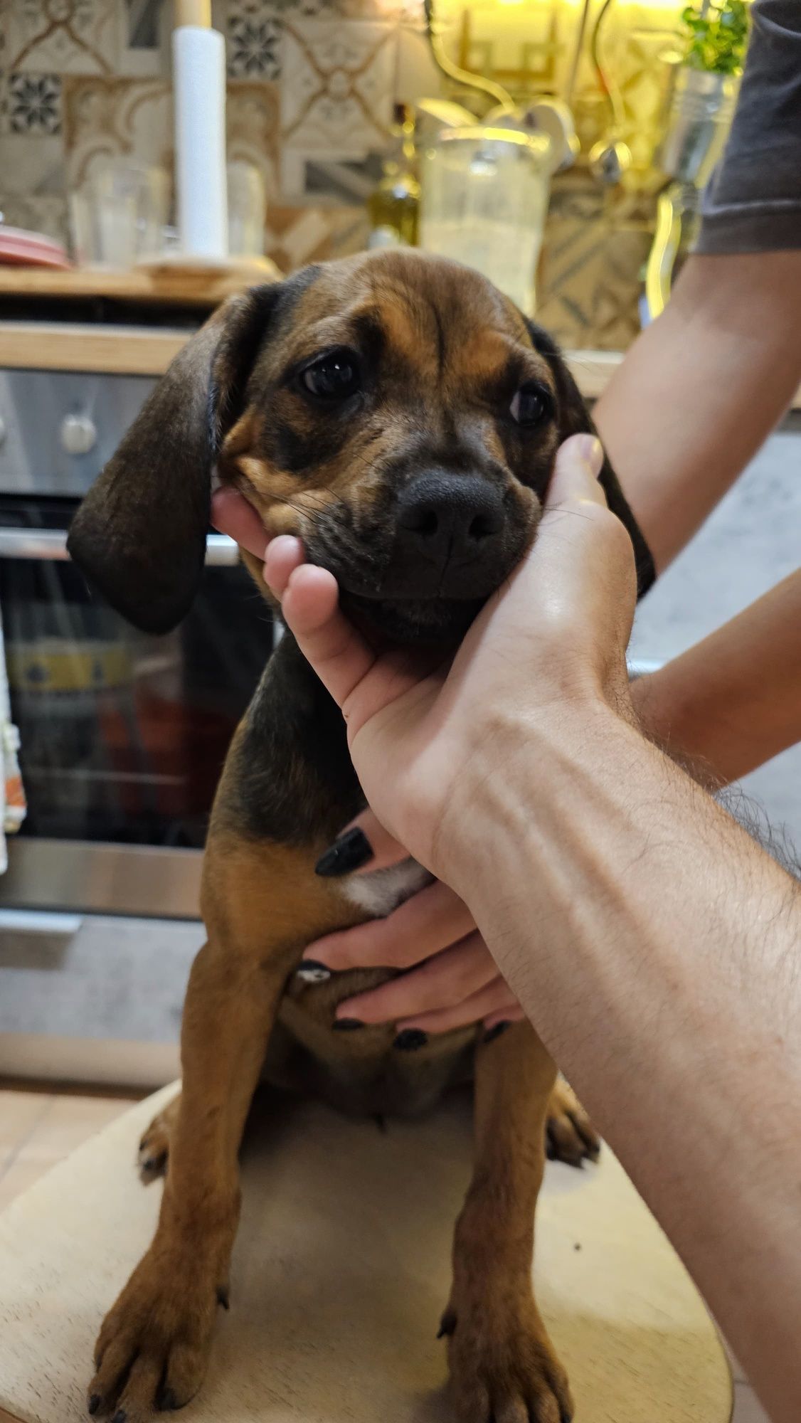Adoção - Cachorrinhos para adotar