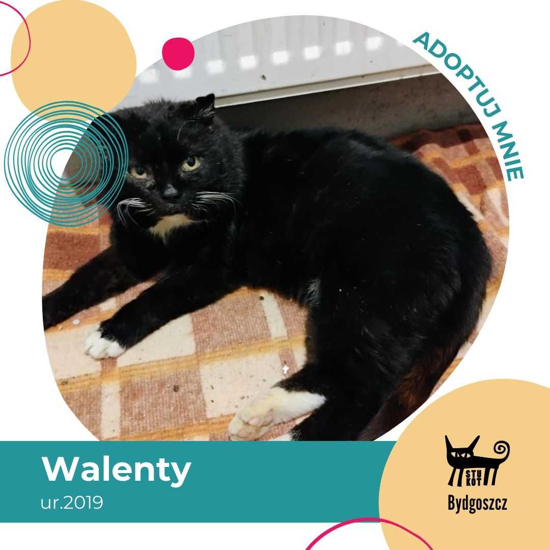 Walenty - kotek do adopcji