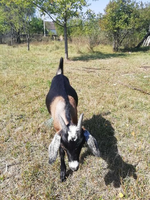 Продаються молоді кози