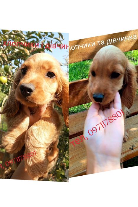 Англійські кокер-спанієлі чистокровні, є дівчатка