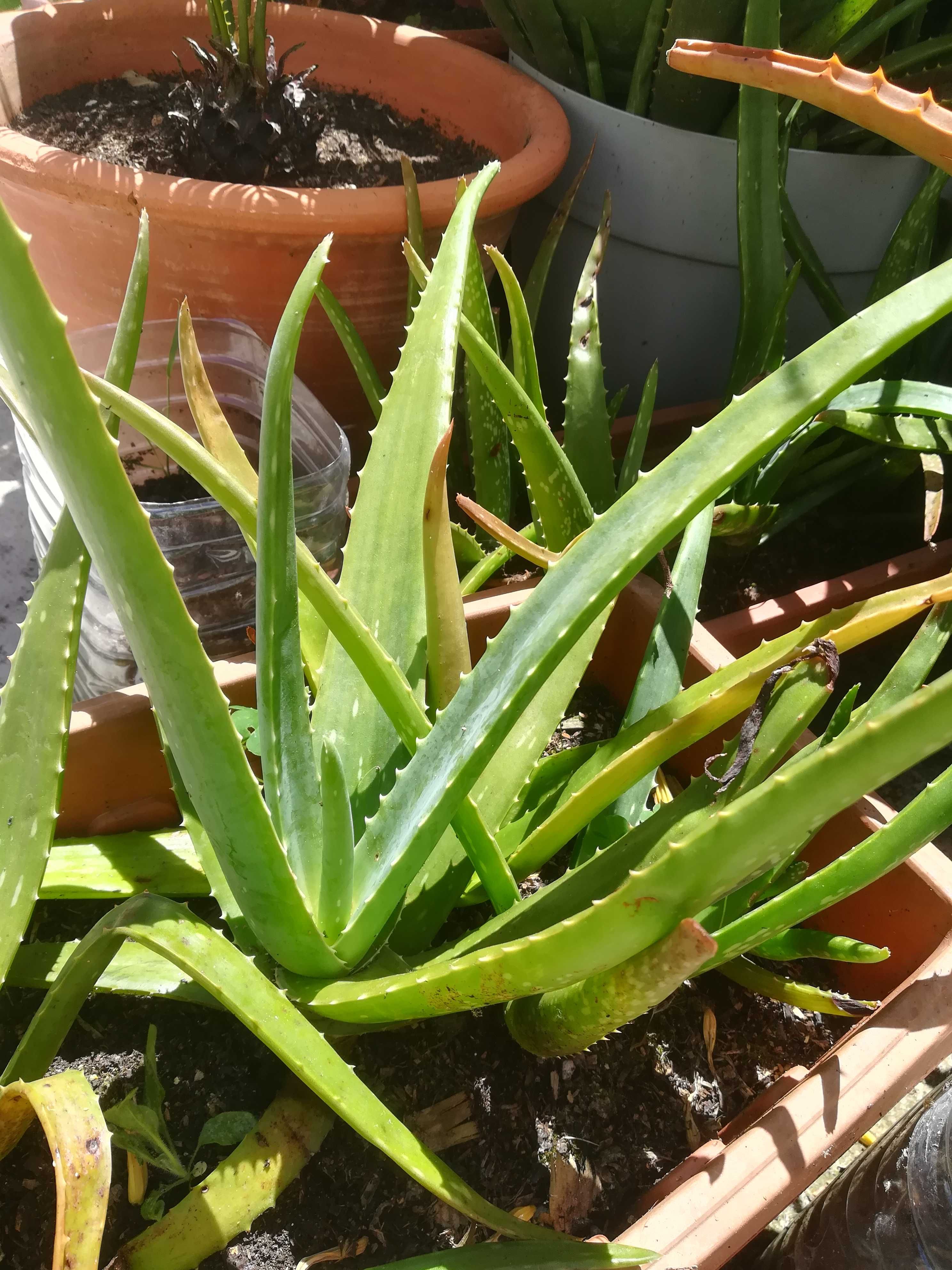 Plantas de ALOÉ VERA