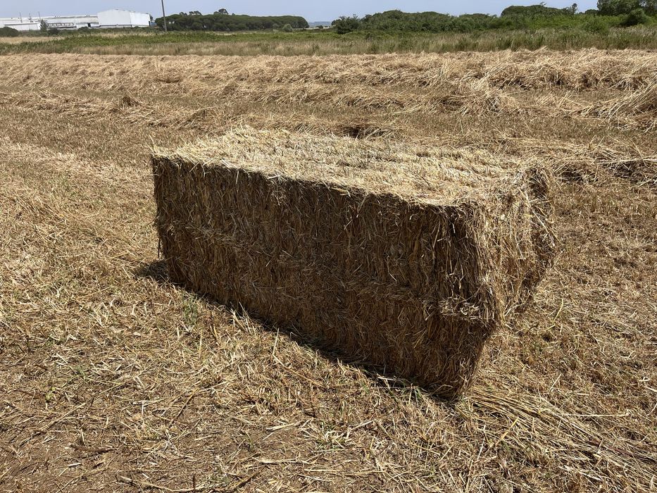 Fardos Grandes Azevem