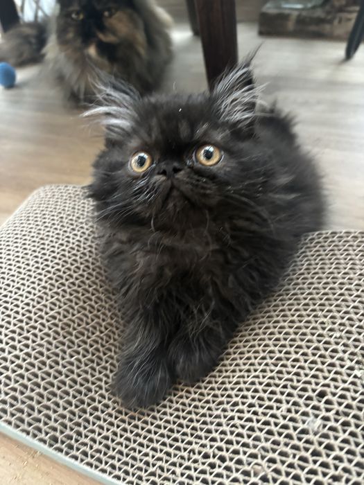 Perski czarny kotek Zorro