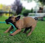 Owczarek Belgijski Malinois ZKwP/FCI