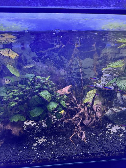 Vendo aquario a trabalhar