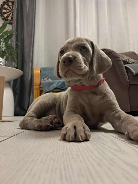 Wyżeł Weimarski szczenię