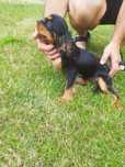 Cavalier King Charles Spaniel