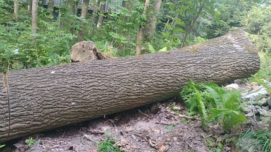 Sprzedam dęba sp