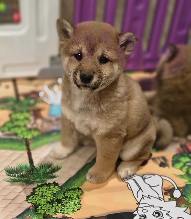 Śliczna suczka Shiba Inu