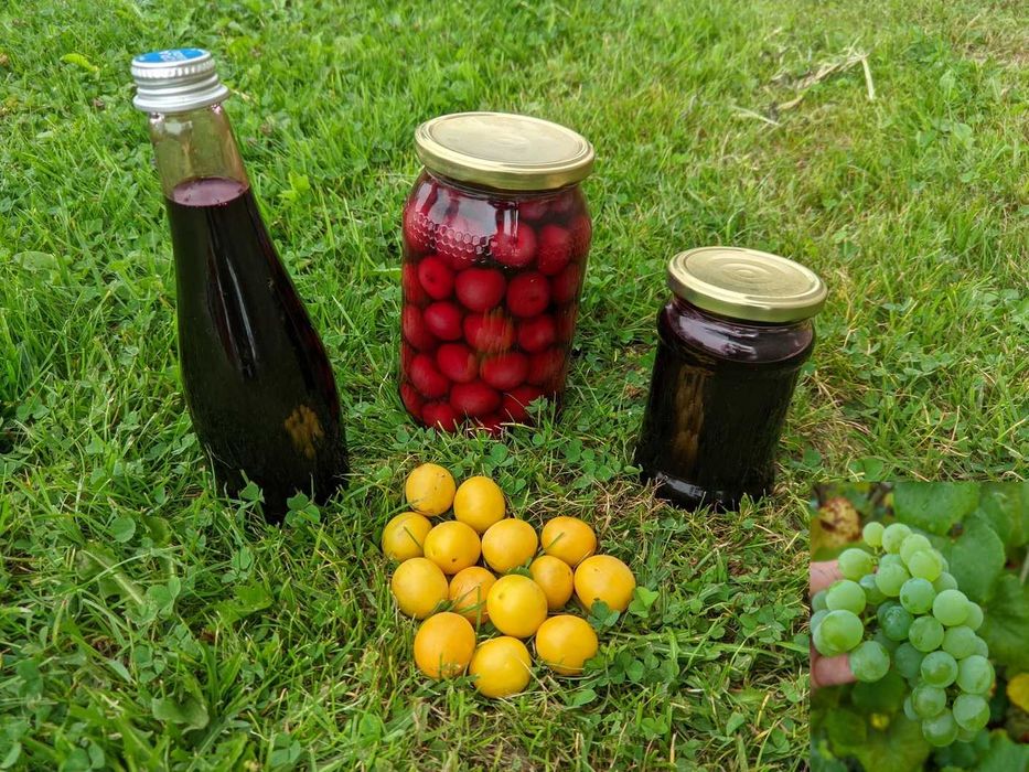 Wytrzymałe śliwy, porzeczki PROMO do 10 XI 2025 Wadowice/Kalwaria