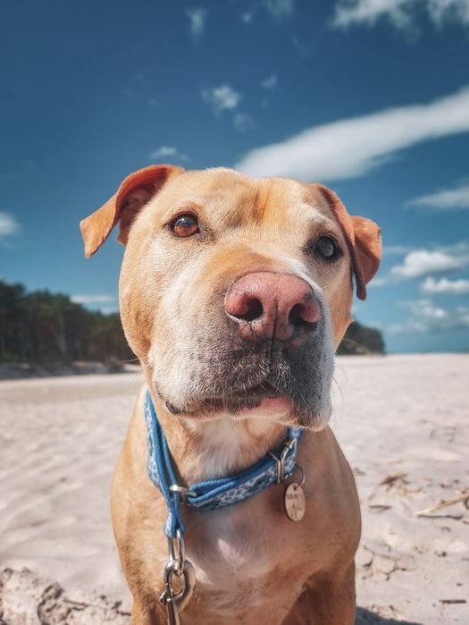 Teodor- łagodny domowy pies szuka rodziny do pokochania