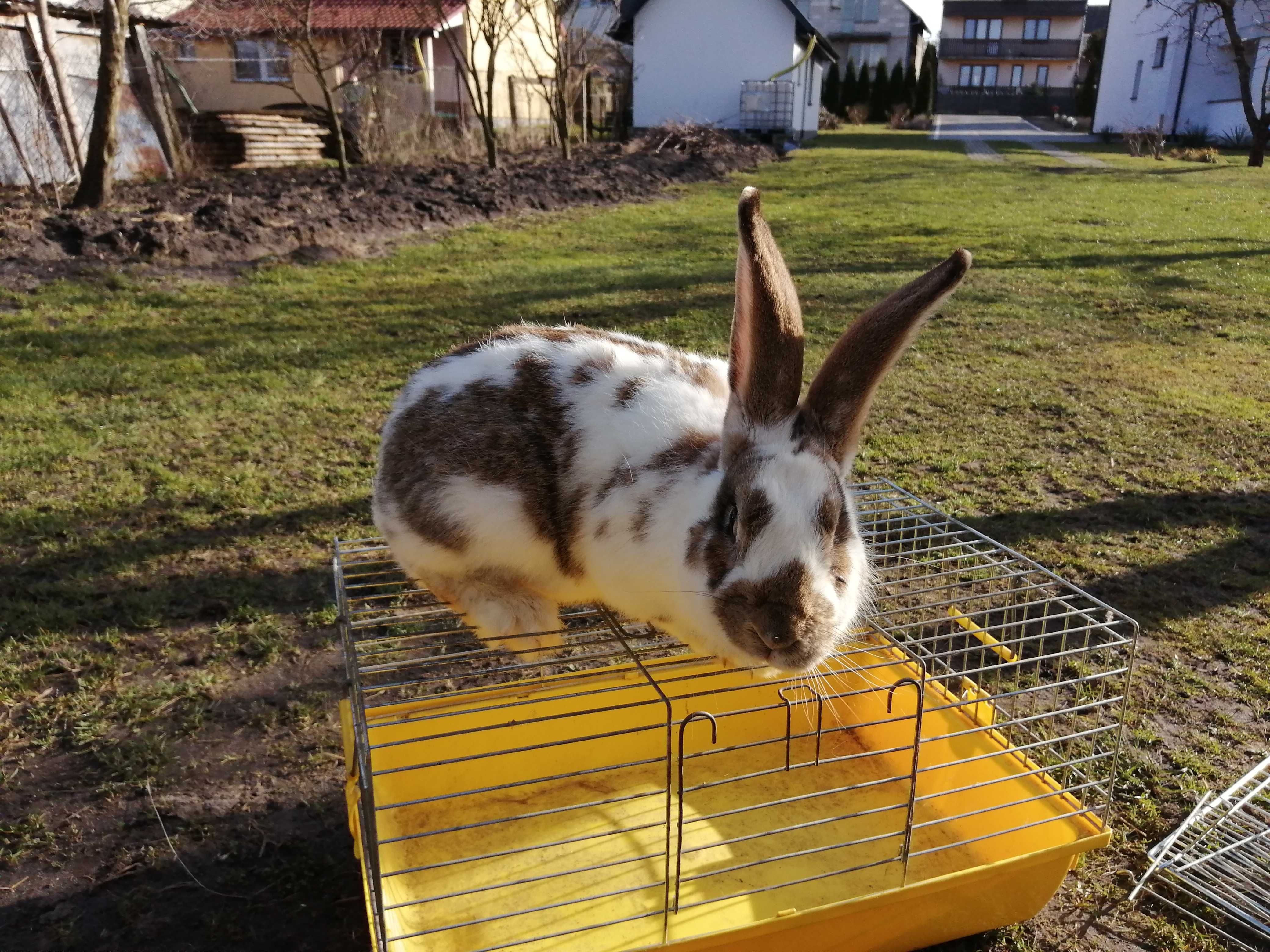 Zamienię lub sprzedam Królik samczyk