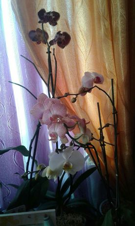 Детки  орхидеи Равеллы