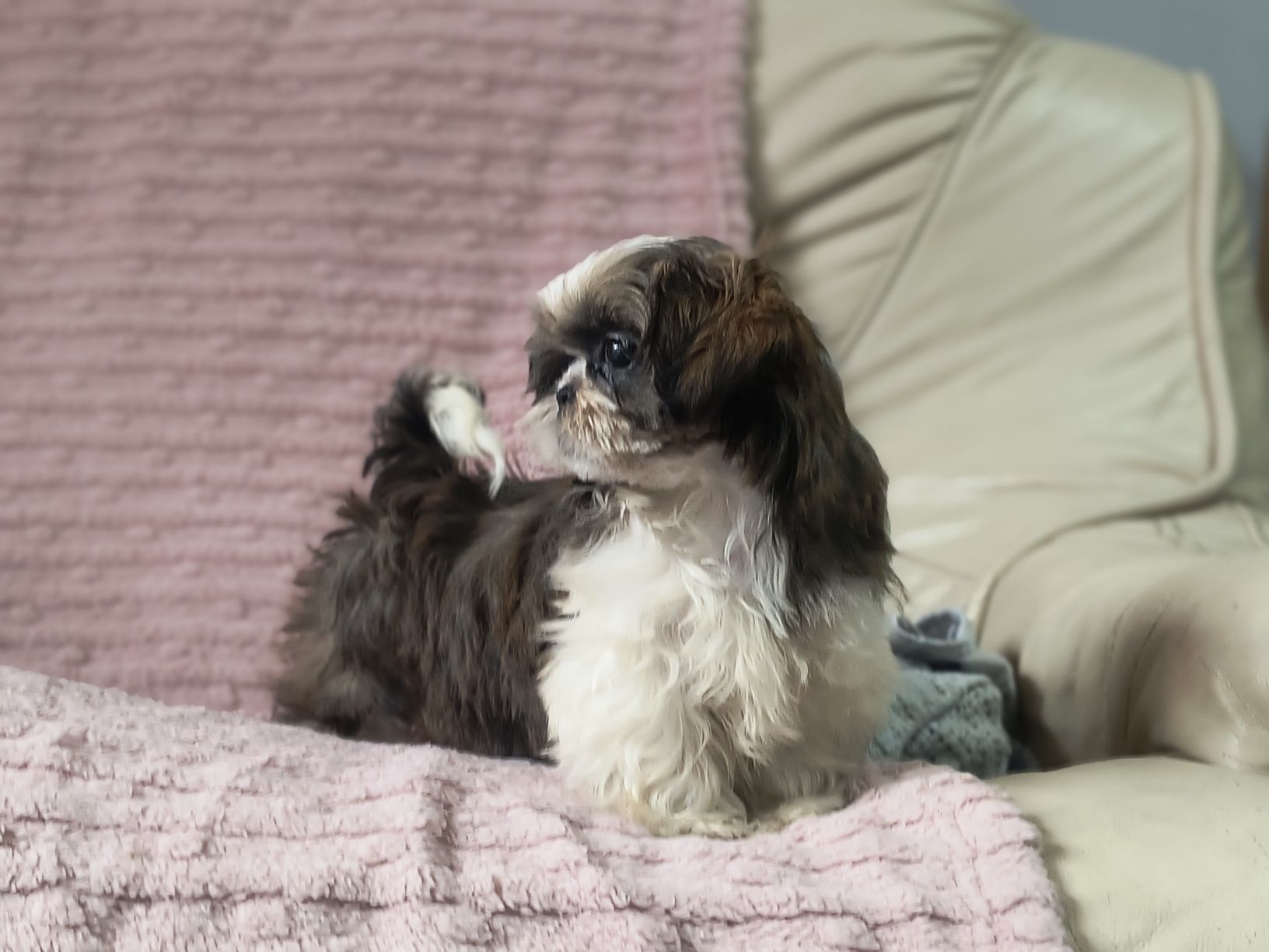 Suczka  śliczna tricolor shihtzu