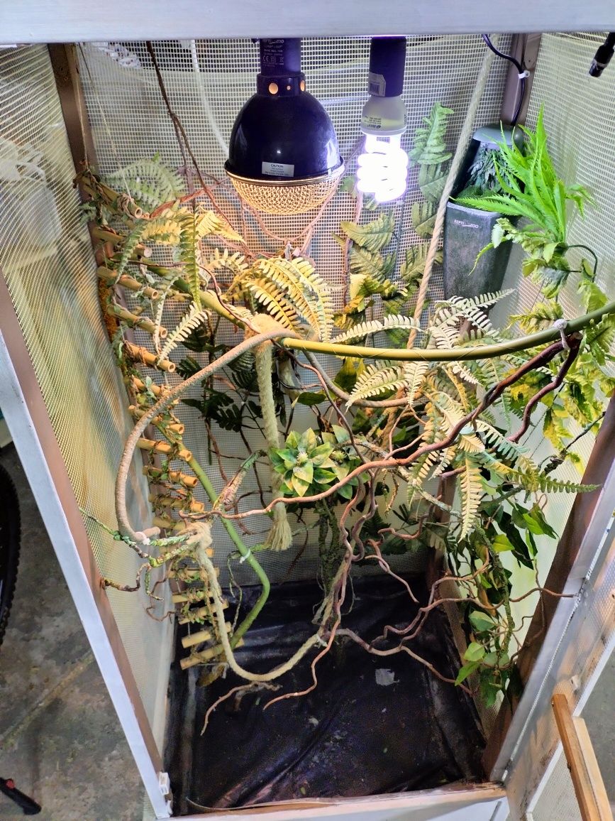 Terrarium kameleon