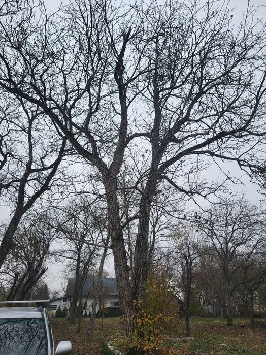 Wycinka i przycinka drzew