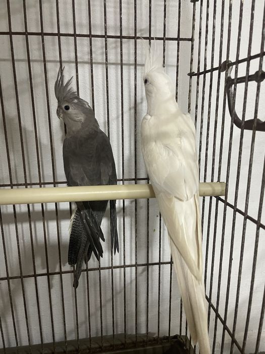 Casal de Caturras