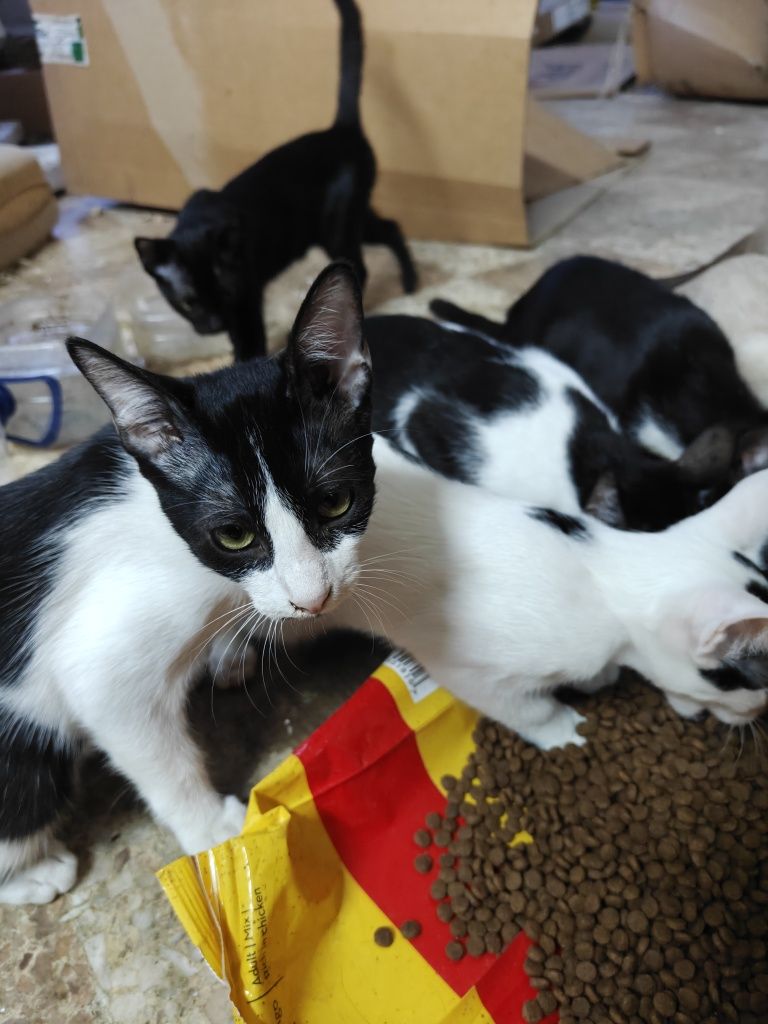 Gatos para adoção