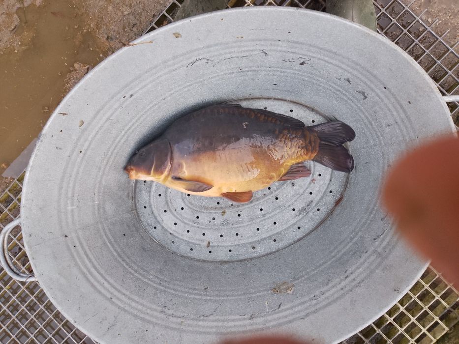 Karp na łowisko 4 - 5kg