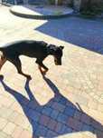 szczeniak doberman piesek