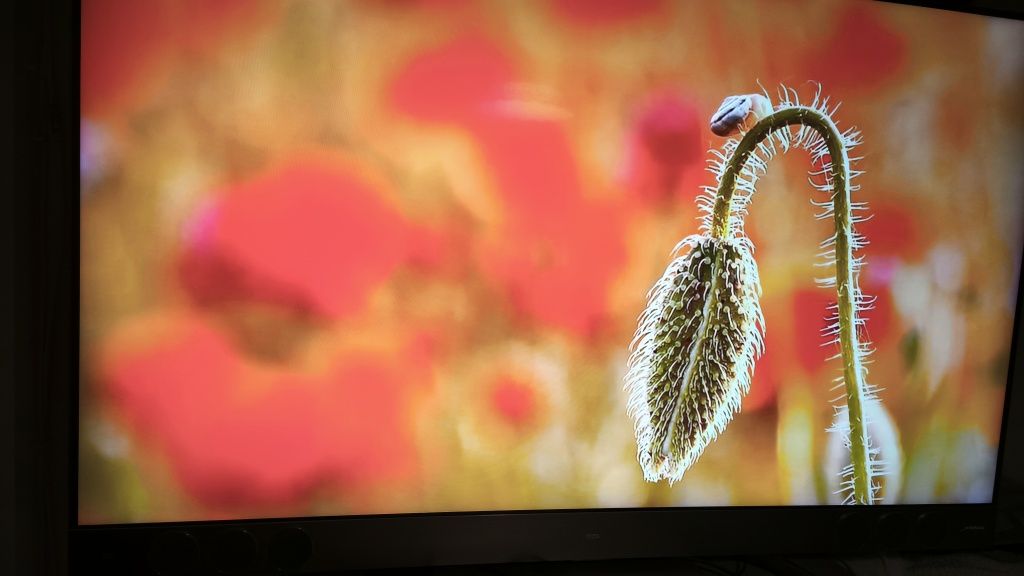Smart TV TCL 55 polegadas QLED UHD 4K como nova