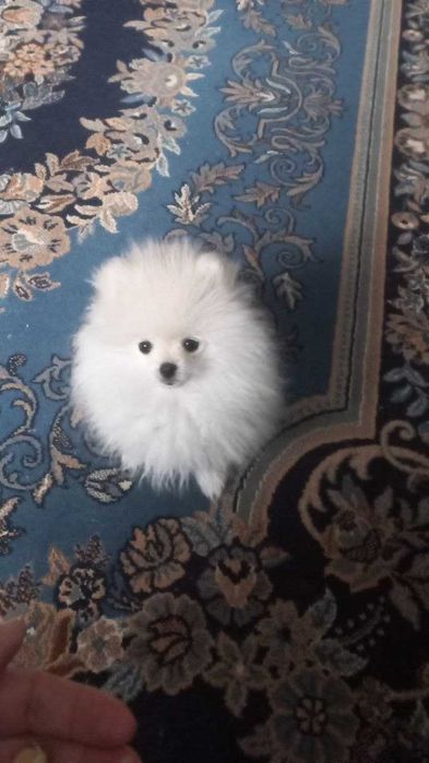 Щенок  померанского шпица