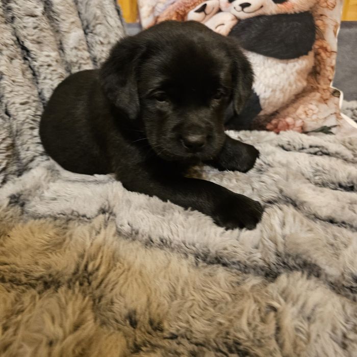 Labrador retriever Idealnej budowy Słodki Przylepek Rodowód FCI