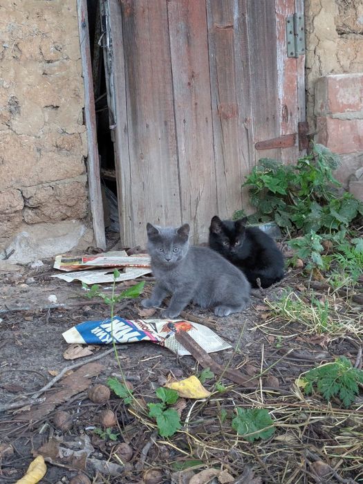 Котята, кошечка, котики