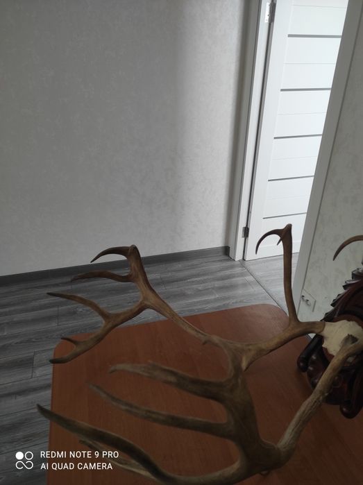 Продам роги оленя та лося.