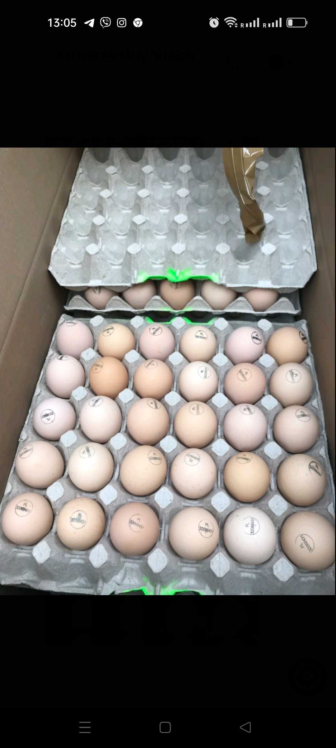 Інкубаційне яйце бройлер Чехія