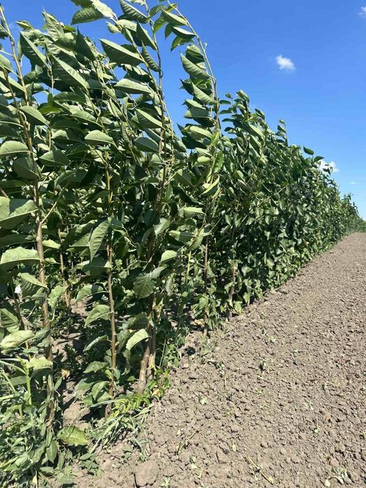 Саджанці плодових дерев. Купити саджанці плодових дерев