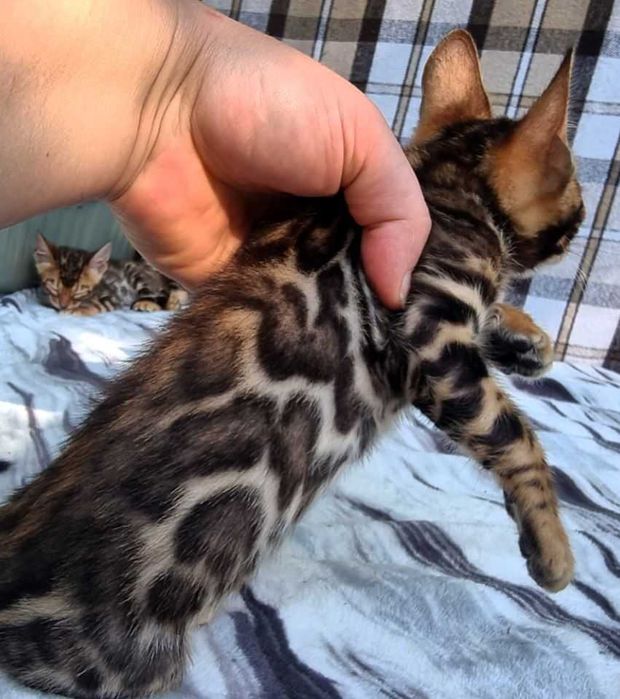 Бенгальський хлопчик BENn24 класичний