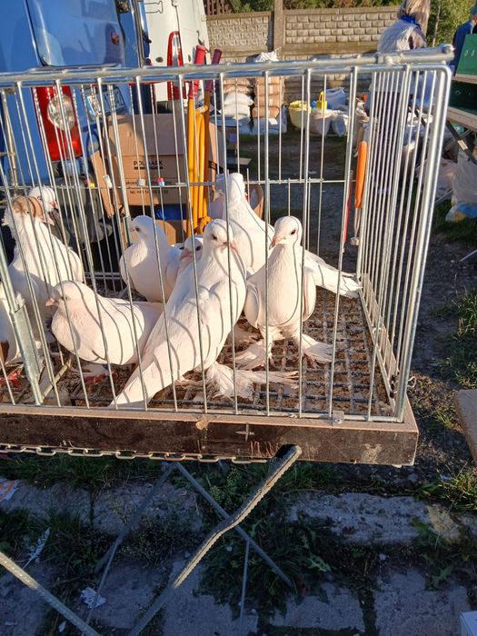 Gołab, ptak, gołebie