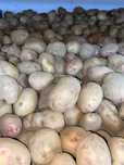 Batata olho de perdiz