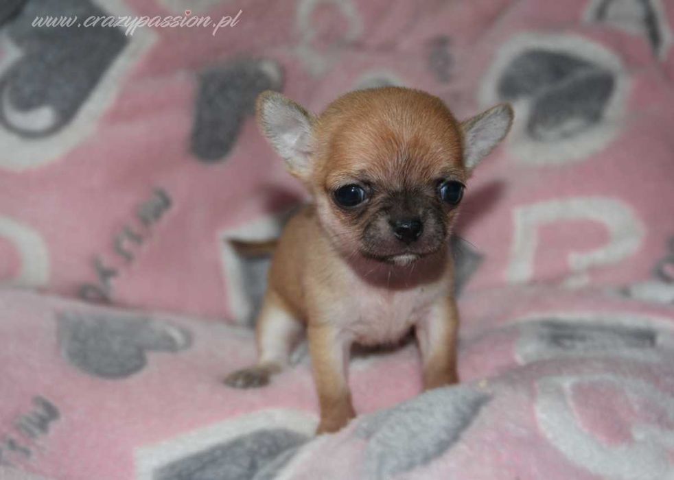 Miniaturka - sunia chihuahua krótkowłosa Crazy Passion FCI
