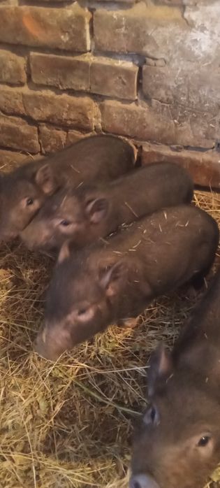 Поросята 5 неділь