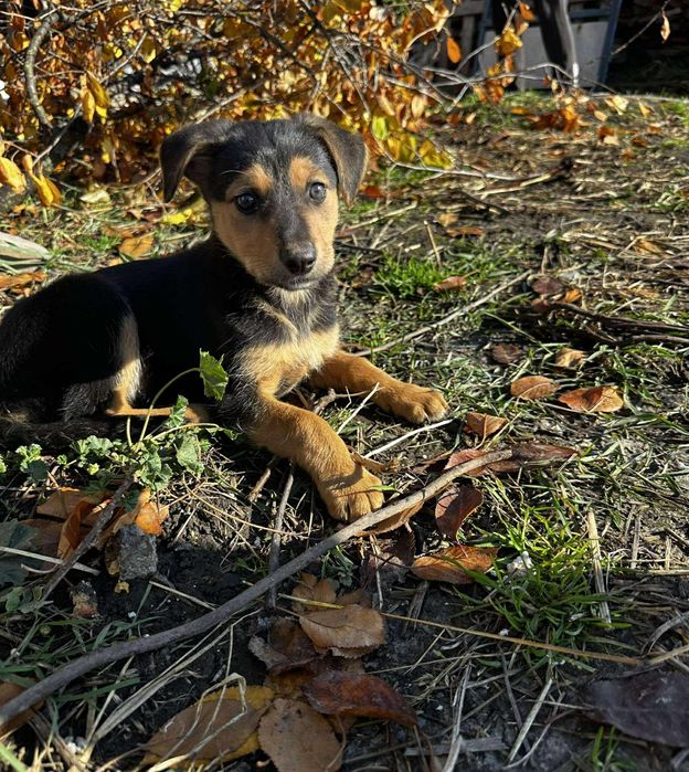 Цуценята в добрі руки метис вівчарки