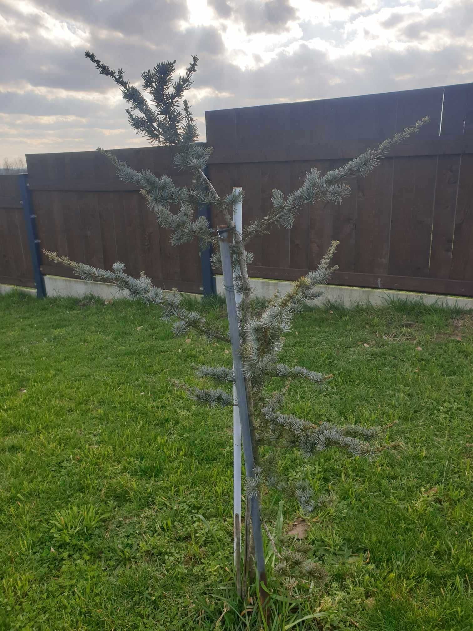 Cedr Cedrus  sadzonki 2-2,50cm wysokie.